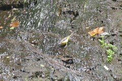 Motacilla cinerea