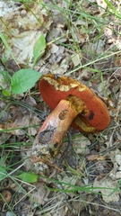 Neoboletus erythropus