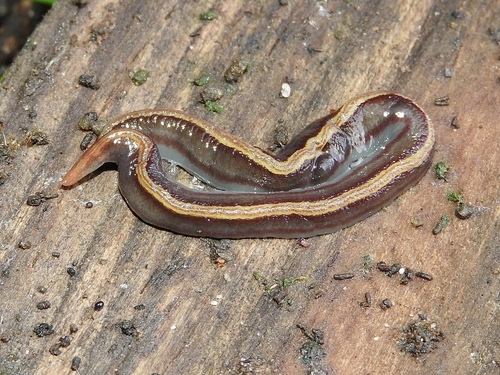 two-tone planarian, Black Rock VIC, Australia, photo 10 of 10