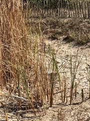Typha angustifolia