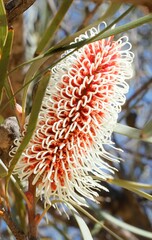 Hakea francisiana