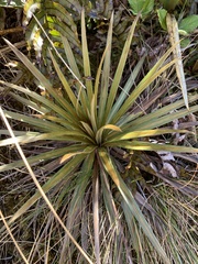 Celmisia armstrongii