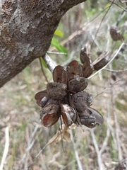 Hakea actites