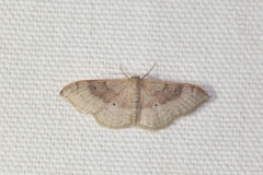 Idaea degeneraria