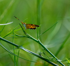 Phyciodes