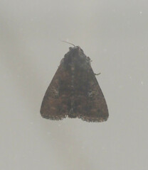 Condica illecta