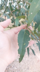 Eucalypteae