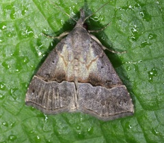 Hypena indicatalis