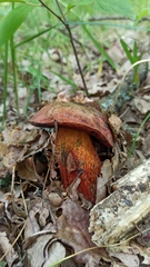 Neoboletus erythropus