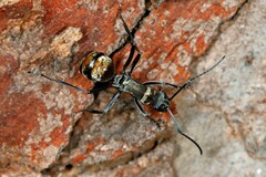 Polyrhachis ammon