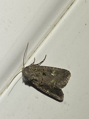 Lacinipolia renigera