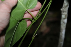 Leichhardtia rostrata