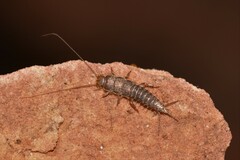 Lepismatidae