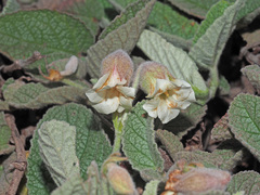 Hermannia geniculata