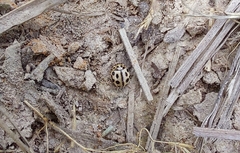 Tytthaspis sedecimpunctata