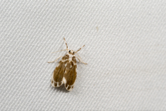 Parasiccia maculata