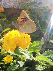 Argynnis pandora