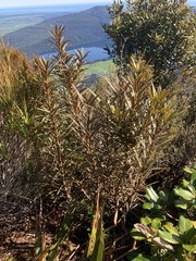 Pseudopanax linearis