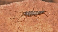Lepismatidae
