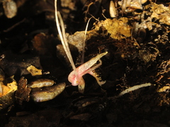 Corybas cryptanthus
