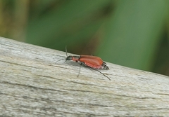 Anthocomus rufus