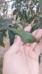 Eucalypteae