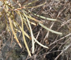 Hakea francisiana