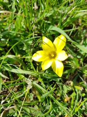 Romulea flava