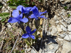 Gentianopsis ciliata