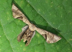 Phazaca leucocera