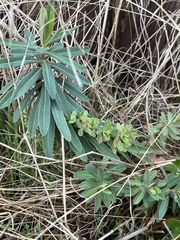 Euphorbia amygdaloides