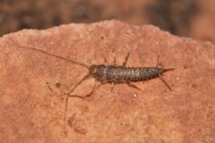 Lepismatidae