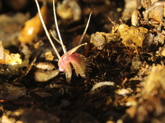 Corybas cryptanthus