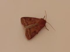 Diarsia rubi