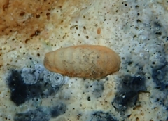 Lepidopleurus cajetanus