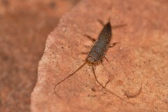 Lepismatidae