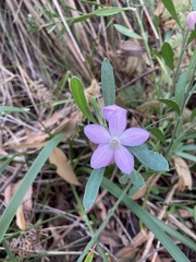 Eriostemon australasius
