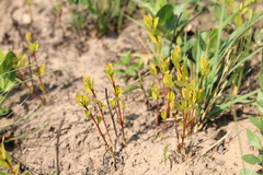 Eugenia albanensis