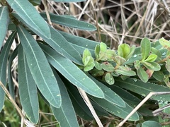 Euphorbia amygdaloides