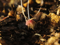 Corybas cryptanthus