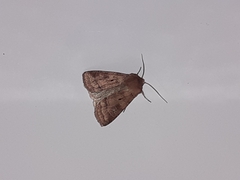 Diarsia rubi