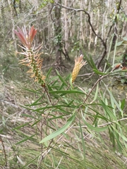 Melaleuca pachyphylla