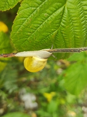 Cepaea