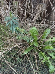 Euphorbia amygdaloides