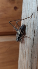 Pholidoptera griseoaptera