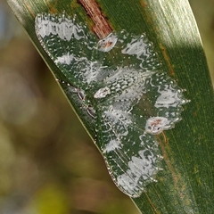 Eucyclodes fascinans