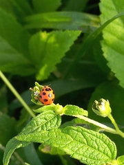 Coelophora bissellata