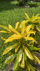 Codiaeum variegatum