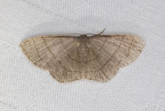 Scopula mecysma