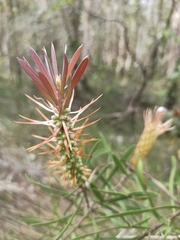 Melaleuca pachyphylla
